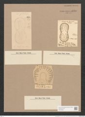 Surirella baldjikii Norm. (de-Toni-Nr.: Genus 53, Species 2300) Zeichnungen Sammlung Grunow Nr. 4750 (NHMW-BOT-W0372863)